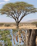 معرفی و نگهداری آکاسیا چتری (Acacia tortilis)؛ درخت مقاوم بیابانی